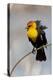 Yellowstone National Park, yellow-headed blackbird perched on a reed.-Ellen Goff-Premier Image Canvas