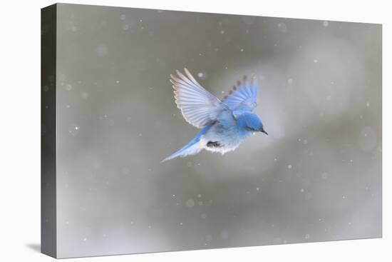 Yellowstone NP, a male mountain bluebird hovers above a stream in a snowstorm looking for insects.-Ellen Goff-Premier Image Canvas