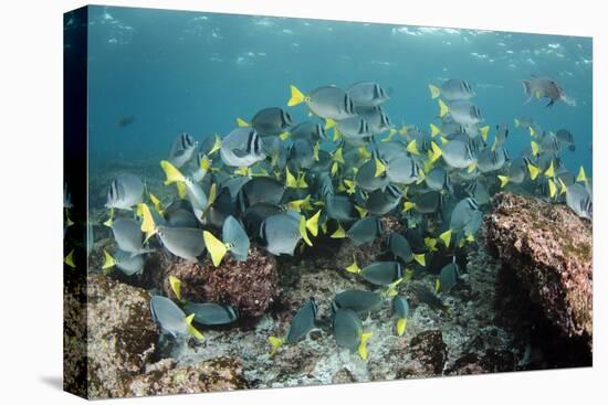 Yellowtail Surgeonfish, Galapagos Islands, Ecuador-Pete Oxford-Premier Image Canvas