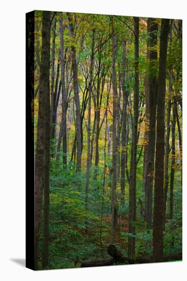 Yellowwood State Forest, Indiana, USA-Anna Miller-Premier Image Canvas