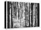 Yellowwood State Forest, Indiana, USA-Anna Miller-Premier Image Canvas