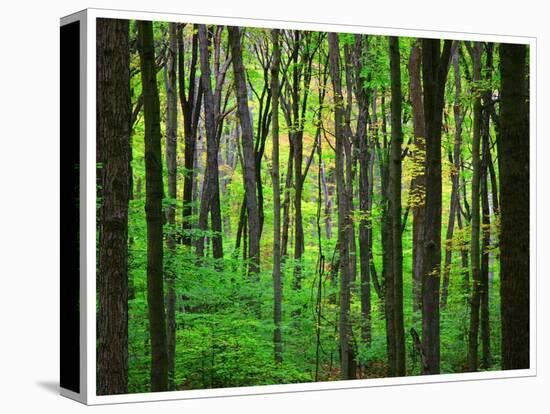 Yellowwood State Forest, Indiana, USA-Anna Miller-Premier Image Canvas