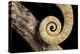 Yemen Chameleon (Chameleon Calyptratus), captive, Yemen, Middle East-Janette Hill-Premier Image Canvas
