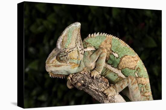 Yemen Chameleon (Chameleon Calyptratus), captive, Yemen, Middle East-Janette Hill-Premier Image Canvas