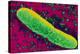 Yersinia Pestis (plague) Bacteria-PASIEKA-Premier Image Canvas