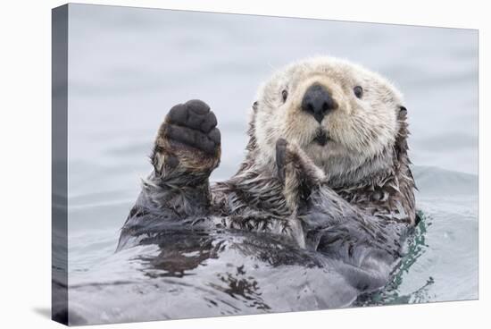 Yesterday I Caught A Fish Thiiis Big! Otter. Alaska-Roman Golubenko-Stretched Canvas