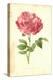 York and Lancaster Rose-Frederick Edward Hulme-Premier Image Canvas