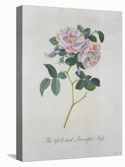 York and Lancaster Rose-Georg Dionysius Ehret-Premier Image Canvas
