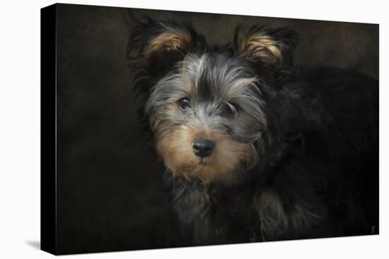 Yorkie Puppy-Jai Johnson-Premier Image Canvas