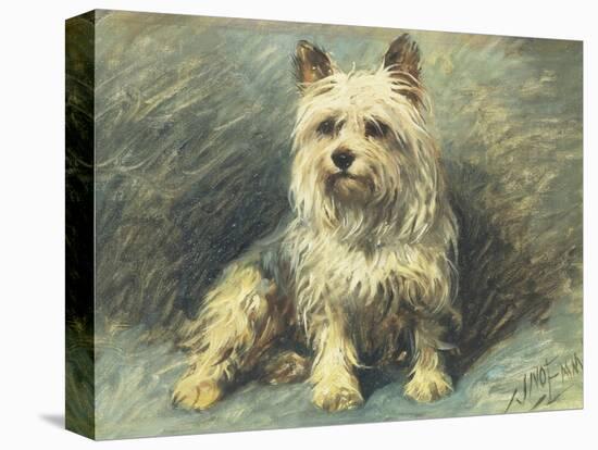 Yorkie-John Emms-Premier Image Canvas