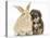 Yorkipoo Pup, 6 Weeks Old, with Sandy Rabbit-Mark Taylor-Premier Image Canvas