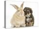 Yorkipoo Pup, 6 Weeks Old, with Sandy Rabbit-Mark Taylor-Premier Image Canvas