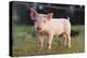 Yorkshire Pig on Grass-DLILLC-Premier Image Canvas