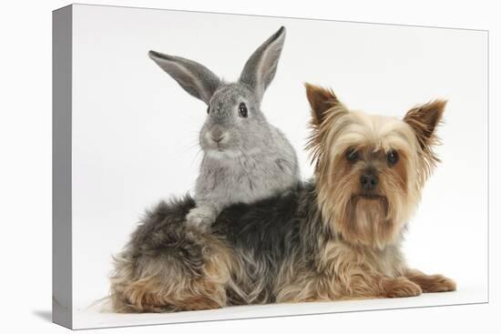 Yorkshire Terrier and Young Silver Rabbit-Mark Taylor-Premier Image Canvas