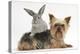 Yorkshire Terrier and Young Silver Rabbit-Mark Taylor-Premier Image Canvas
