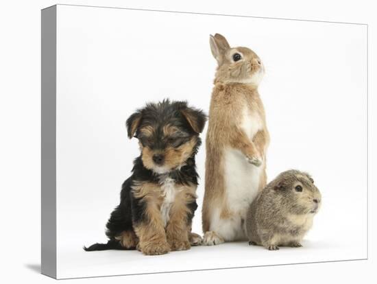 Yorkshire Terrier-Cross Puppy, 8 Weeks, with Guinea Pig and Sandy Netherland Dwarf-Cross Rabbit-Mark Taylor-Premier Image Canvas