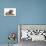 Yorkshire Terrier Dog, 16 Months, and Guinea Pig-Mark Taylor-Premier Image Canvas displayed on a wall