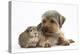 Yorkshire Terrier Dog, 16 Months, and Guinea Pig-Mark Taylor-Premier Image Canvas