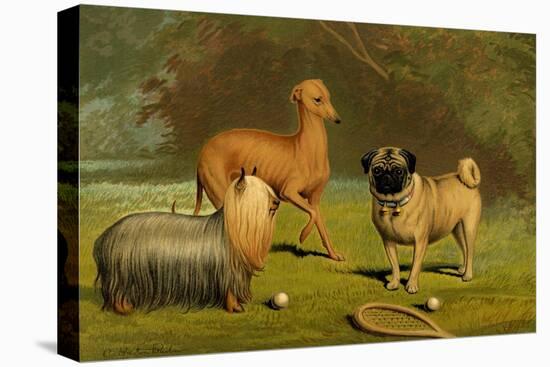 Yorkshire Terrier, Italian Greyhound and Pug-Vero Shaw-Stretched Canvas