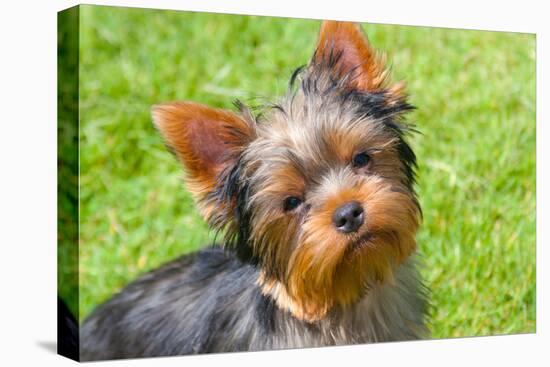 Yorkshire Terrier Looking Up at You-Zandria Muench Beraldo-Premier Image Canvas