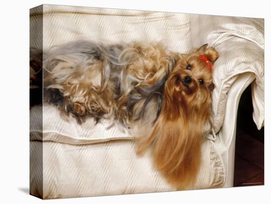 Yorkshire Terrier Lying on Couch-Adriano Bacchella-Premier Image Canvas