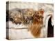 Yorkshire Terrier Lying on Couch-Adriano Bacchella-Premier Image Canvas
