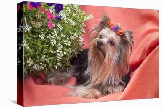 Yorkshire Terrier lying on salmon colored fabric-Zandria Muench Beraldo-Premier Image Canvas