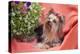 Yorkshire Terrier lying on salmon colored fabric-Zandria Muench Beraldo-Premier Image Canvas