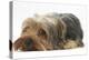 Yorkshire Terrier, Lying with Chin on the Floor-Mark Taylor-Premier Image Canvas