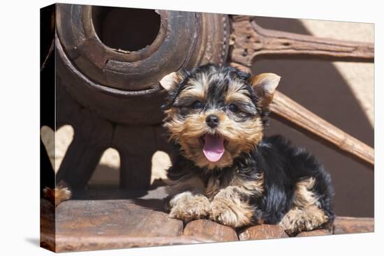 Yorkshire Terrier Puppy laying by wooden wheel-Zandria Muench Beraldo-Premier Image Canvas