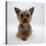 Yorkshire Terrier Puppy Lying with Head Up-Jane Burton-Premier Image Canvas
