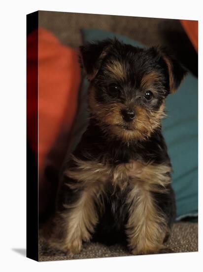 Yorkshire Terrier Puppy Portrait-Adriano Bacchella-Premier Image Canvas