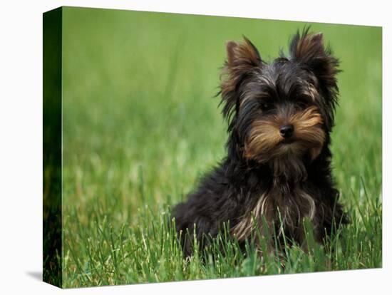 Yorkshire Terrier Puppy Sitting in Grass-Adriano Bacchella-Premier Image Canvas