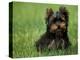 Yorkshire Terrier Puppy Sitting in Grass-Adriano Bacchella-Premier Image Canvas