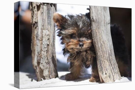 Yorkshire Terrier Puppy sitting-Zandria Muench Beraldo-Premier Image Canvas