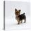 Yorkshire Terrier Puppy Standing Up-Jane Burton-Premier Image Canvas