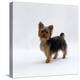 Yorkshire Terrier Puppy Standing Up-Jane Burton-Premier Image Canvas