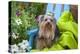 Yorkshire Terrier sitting on blue chair with green fabric-Zandria Muench Beraldo-Premier Image Canvas