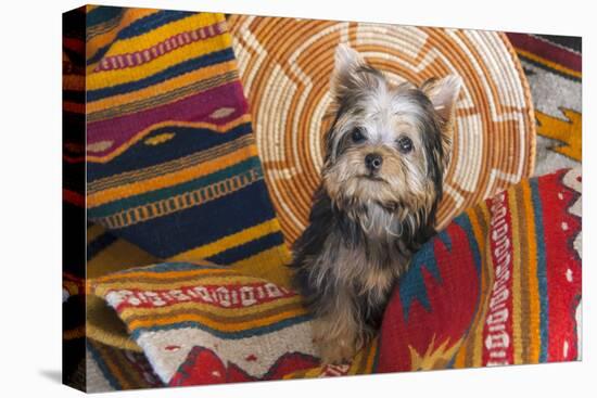 Yorkshire Terrier sitting on Southwestern blankets-Zandria Muench Beraldo-Premier Image Canvas