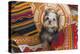 Yorkshire Terrier sitting on Southwestern blankets-Zandria Muench Beraldo-Premier Image Canvas