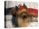 Yorkshire Terrier Sleeping on Cushion-Adriano Bacchella-Premier Image Canvas