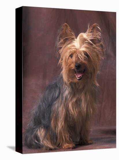 Yorkshire Terrier Studio Portrait-Adriano Bacchella-Premier Image Canvas