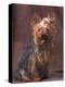 Yorkshire Terrier Studio Portrait-Adriano Bacchella-Premier Image Canvas