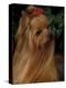 Yorkshire Terrier with Hair Tied up and Long Hair-Adriano Bacchella-Premier Image Canvas