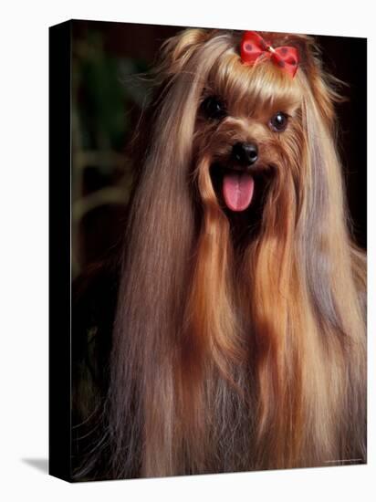 Yorkshire Terrier with Hair Tied up and Panting-Adriano Bacchella-Premier Image Canvas