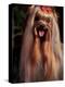 Yorkshire Terrier with Hair Tied up and Panting-Adriano Bacchella-Premier Image Canvas
