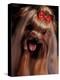 Yorkshire Terrier with Hair Tied up and Panting-Adriano Bacchella-Premier Image Canvas