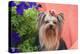 Yorkshire Terrier with potted flowers-Zandria Muench Beraldo-Premier Image Canvas