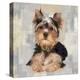 Yorkshire Terrier-Keri Rodgers-Stretched Canvas