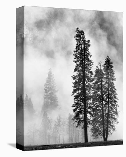 Yosemite Misty Pines Black and White-Danny Burk-Stretched Canvas